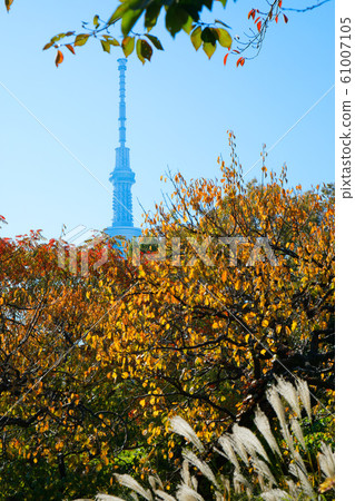 Autumn leaves and Tokyo Sky Tree at Mukojima Hyakkaen Autumn leaves and Tokyo Sky Tree at Mukojima Hyakkaen 61007105