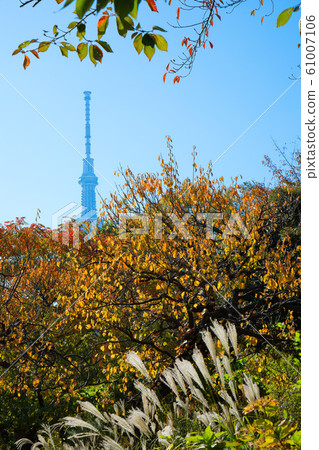 Autumn leaves and Tokyo Sky Tree at Mukojima Hyakkaen Autumn leaves and Tokyo Sky Tree at Mukojima Hyakkaen 61007106