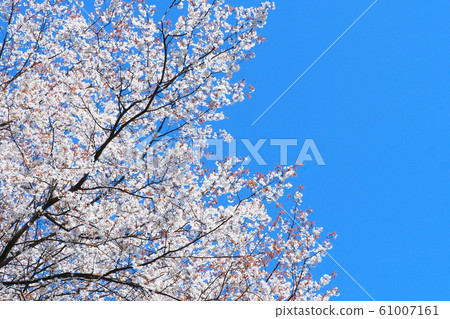 Wild cherry blossom Wild cherry blossom 61007161