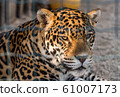 Portrait of Leopard Taking Rest in Paddock at ZOO 61007173