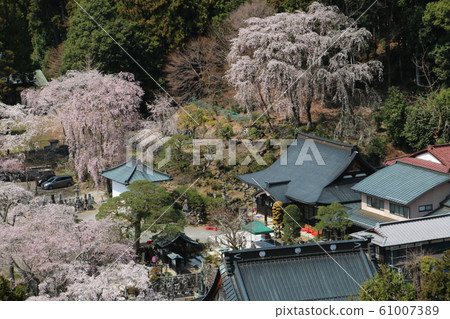 櫻花之美山山觀治 櫻花之美山山觀治 61007389