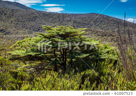 Beautiful landscape of Colombian Andean mountains showing paramo type vegetation 61007523