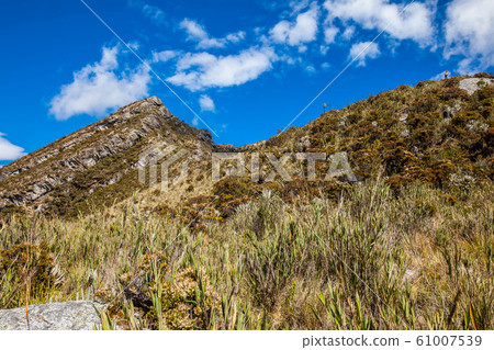 Beautiful landscape of Colombian Andean mountains showing paramo type vegetation 61007539