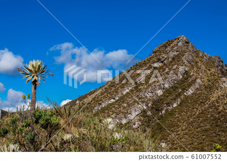Beautiful landscape of Colombian Andean mountains showing paramo type vegetation 61007552