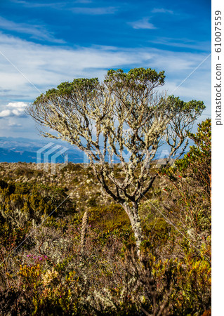 Beautiful landscape of Colombian Andean mountains showing paramo type vegetation 61007559