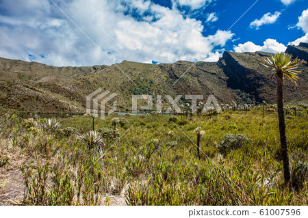 Beautiful landscape of Colombian Andean mountains showing paramo type vegetation 61007596