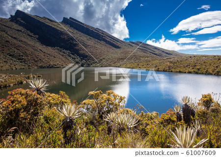 Beautiful landscape of Colombian Andean mountains showing paramo type vegetation 61007609