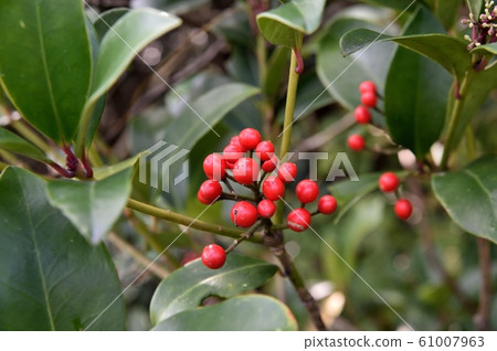 Fruit of Miyamashikimi Fruit of Miyamashikimi 61007963