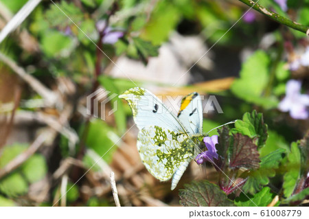 Persimmon butterfly (male) perching on persimmon flower Persimmon butterfly (male) perching on persimmon flower 61008779