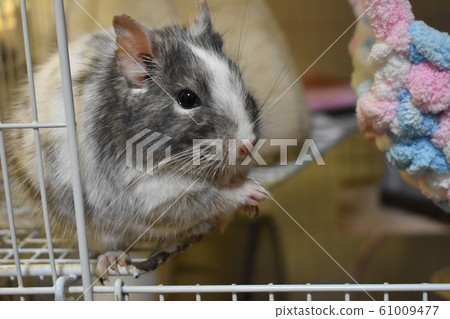 Degus Paid 1 Degus Paid 1 61009477