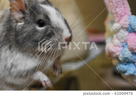 Degus Paid 2 Degus Paid 2 61009478