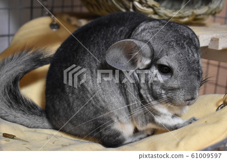 Chinchilla stoop 61009597