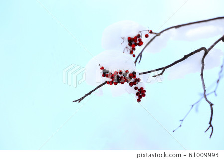 雪和羅文 雪和羅文 61009993