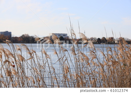 Scenery of Kuki Shobu Park in Kuki City, Saitama Prefecture 61012374