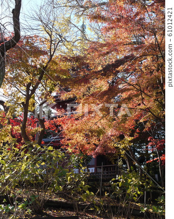 Autumn leaves 46 61012421