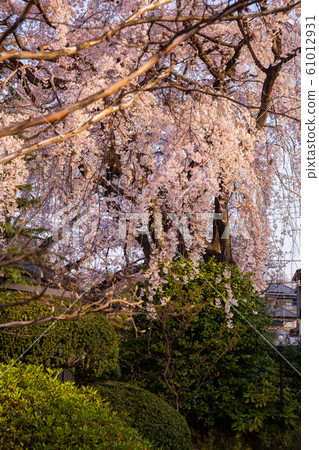 Spring in Koedo Kawagoe, early morning Nakain, weeping cherry blossoms 61012931