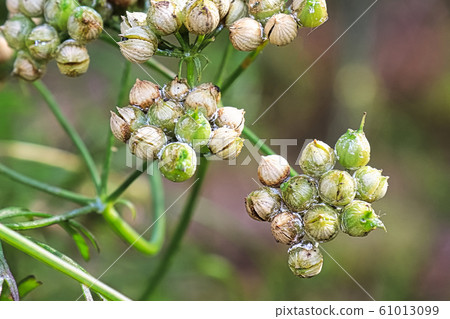 Closeup of coriander seeds ripening on the plant Closeup of coriander seeds ripening on the plant 61013099