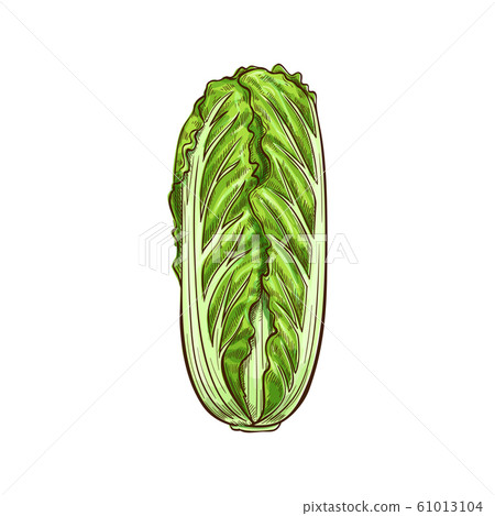 Chinese or peking cabbage isolated Romaine lettuce Chinese or peking cabbage isolated Romaine lettuce 61013104