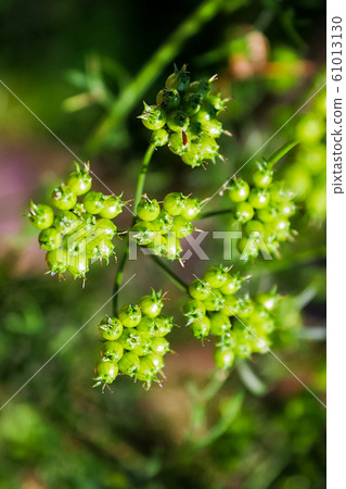 Vertical photo of coriander seeds pods in the garden 61013130