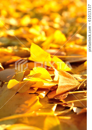 Autumn leaves of ginkgo 61013137