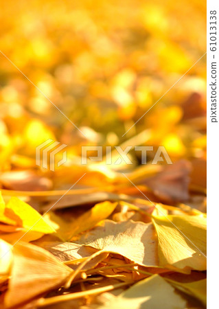 Autumn leaves of ginkgo 61013138