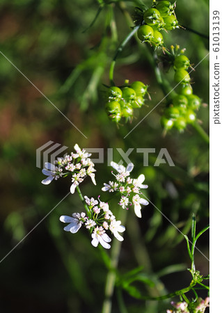Vertical photo of cilantro seeds pods and flowers in the garden 61013139