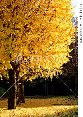 Ginkgo autumn leaves in the park Ginkgo autumn leaves in the park 61013143