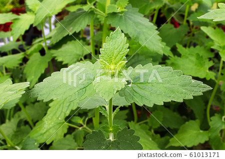 Closeup of fresh catnip leaves growing in a garden Closeup of fresh catnip leaves growing in a garden 61013171