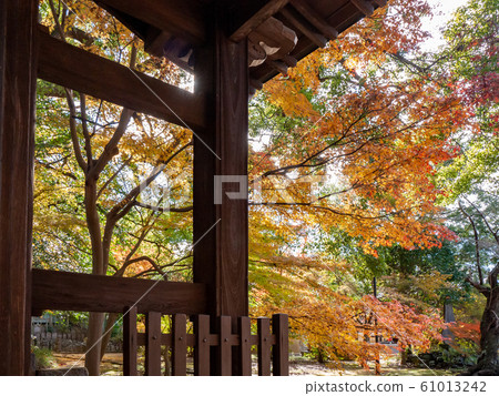 Autumn leaves 86 Autumn leaves 86 61013242