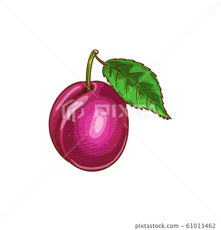 Plum fruit with green leaf isolated vector sketch 61013462