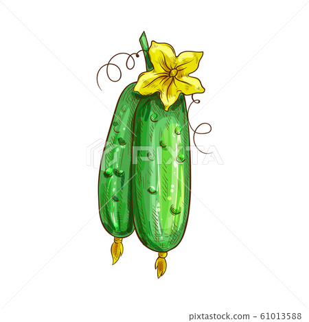 Green cucumbers and flower blossom isolated sketch 61013588
