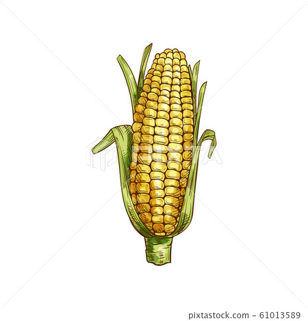 Corn cob isolated maize with green leaves sketch 61013589