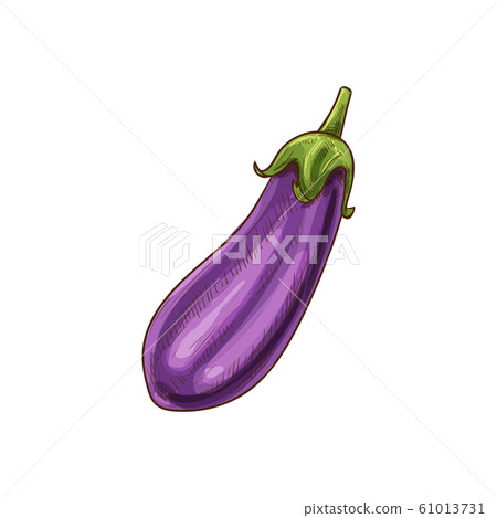 Purple eggplant isolate aubergine vegetable sketch 61013731