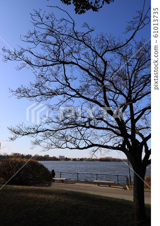 冬天大樹死了 61013735