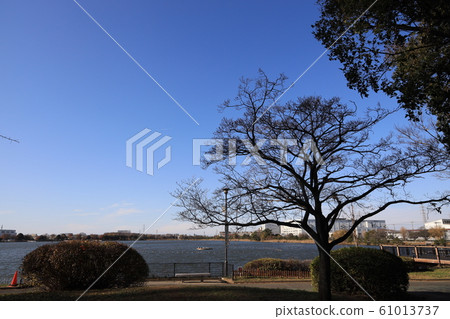 冬天大樹死了 61013737