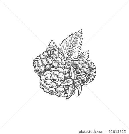 Brambleberry, raspberry or dewberry isolated berry Brambleberry, raspberry or dewberry isolated berry 61013815