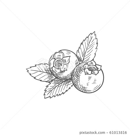 Blueberry with leaves bog whortleberry sketch Blueberry with leaves bog whortleberry sketch 61013816