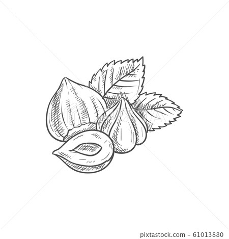 Filbert cobnut, peeled hazelnuts with leaf sketch 61013880