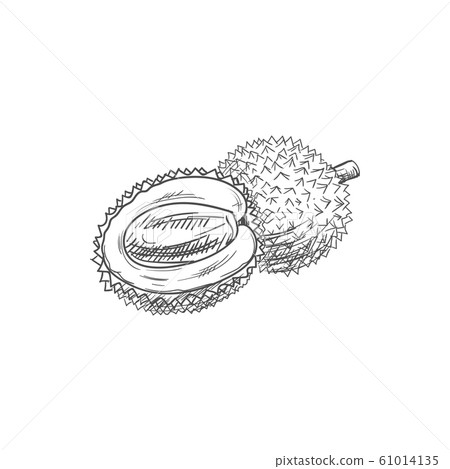 Lychee isolated tropical fruit sketch whole, half 61014135
