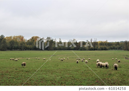 Versailles Palace Ranch Versailles Palace Ranch 61014258