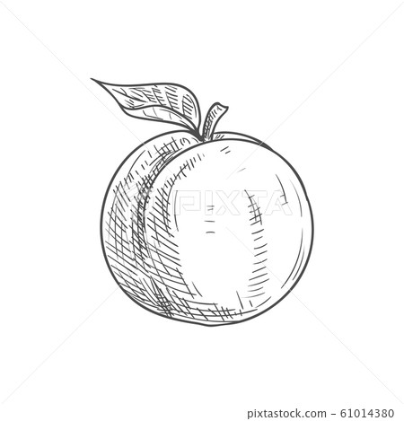 Apricot fruit organic food, isolated sketch 61014380