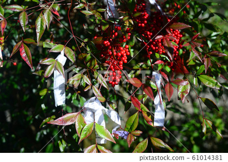 Minamino Takianji Minamiten-1 61014381