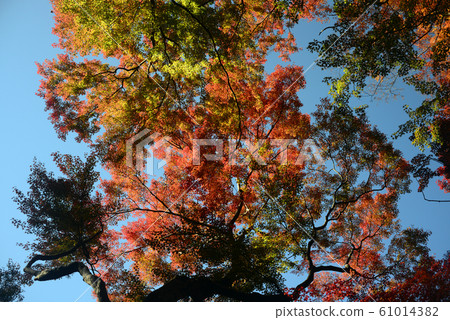 Autumn leaves of Mino Autumn leaves of Mino 61014382