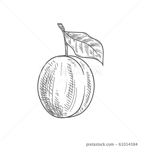 Fresh plum fruit sketch 61014384