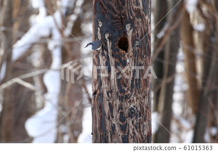 Willow tit Willow tit 61015363