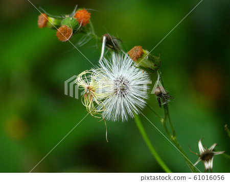 dandelion 61016056