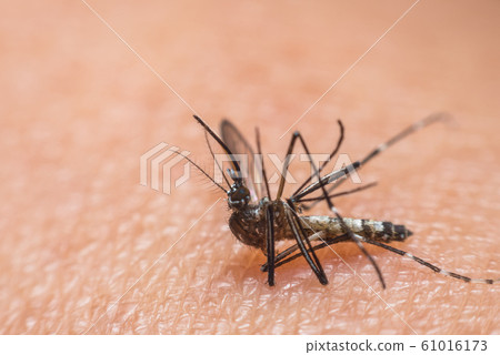 Macro of mosquito (Aedes aegypti) sucking blood Macro of mosquito (Aedes aegypti) sucking blood 61016173