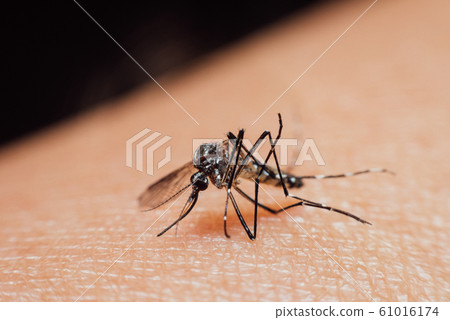 Macro of mosquito (Aedes aegypti) sucking blood Macro of mosquito (Aedes aegypti) sucking blood 61016174