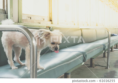 Dog so cute inside a railway train wait for travel Dog so cute inside a railway train wait for travel 61016255