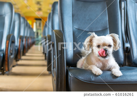 Dog so cute inside a railway train wait for travel 61016261